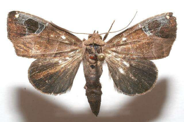 Image of Closteromorpha modesta Butler 1878