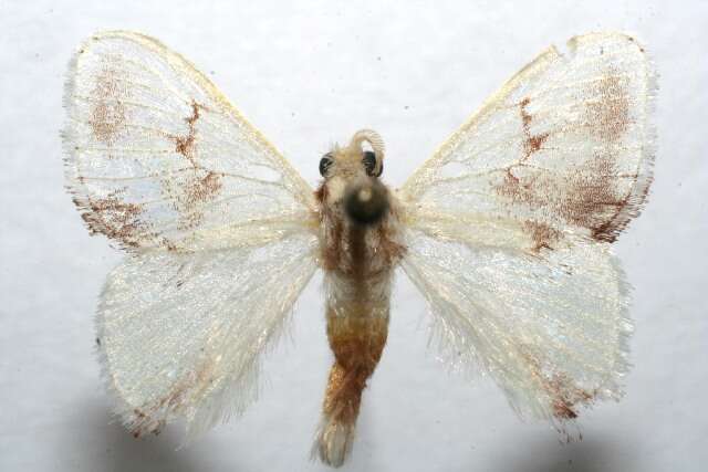 Image of tropical slug caterpillar moths