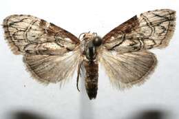 Image of <i>Meganola bifiliferata</i>