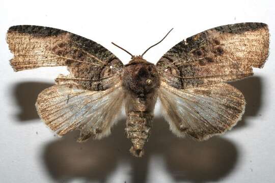 Diplolopha cycloptera Dognin 1911 resmi