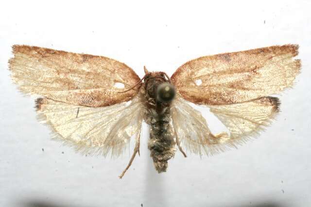 Image of Moth