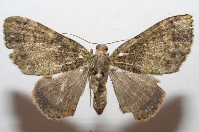 Image of Euphyia cinerascens Dognin 1900