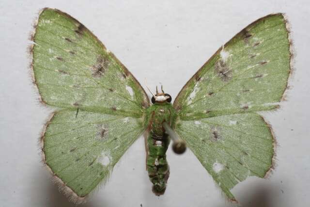 Image of Lissochlora manostigma Dyar 1912