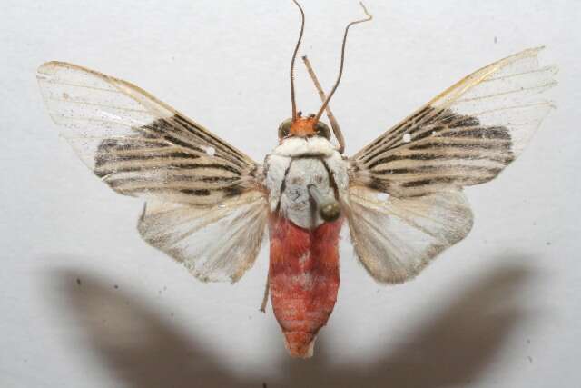 Image of Ischnognatha leucapera Dognin 1914