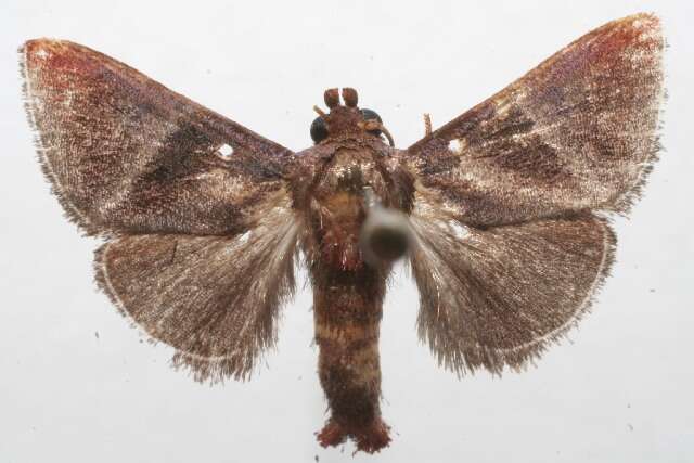 Image of Dichromapteryx didyma Dyar 1912