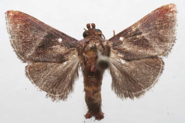 Dichromapteryx didyma Dyar 1912 resmi