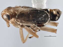 Image of Ribautodelphax