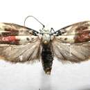 Image of Ethmia exornata Zeller 1877