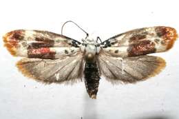 Image of Ethmia exornata Zeller 1877