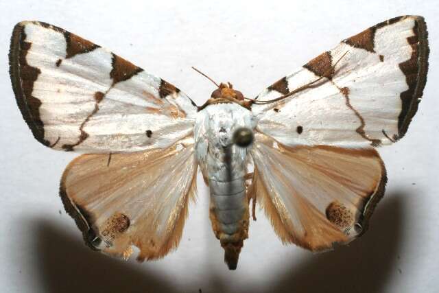 Imagem de Eulepidotis testaceiceps Felder 1874