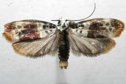 Image of Ethmia exornata Zeller 1877