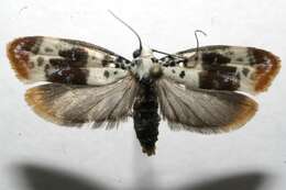 Image of Ethmia exornata Zeller 1877