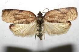 Image of Moth