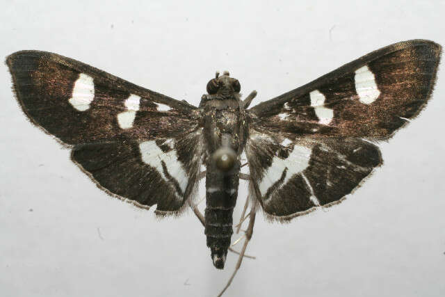 Image of Desmia