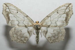 صورة Hydatoscia