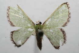 Image of Synchlora tenuimargo Warren 1905