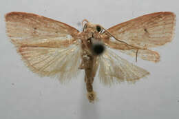 Image of Oecophora