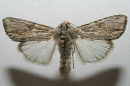 Image of Southern Armyworm Moth