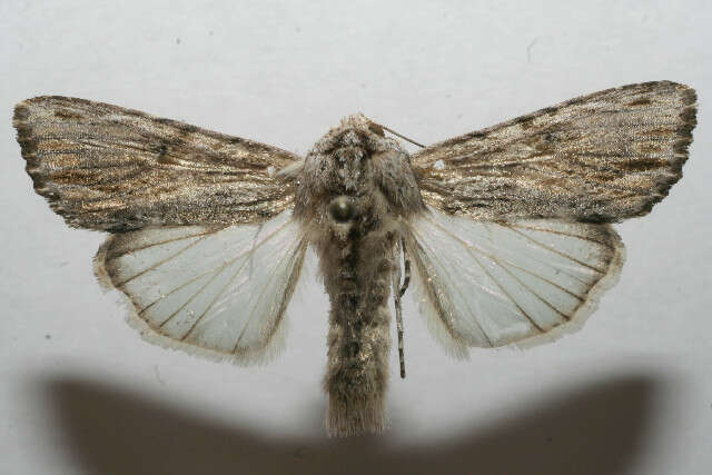 Image of Southern Armyworm Moth