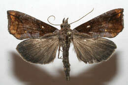 Image of Plusiodonta incitans Walker 1857