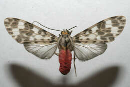 Image of <i>Eucereon balium</i>