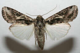 Image of Spodoptera cosmioides Walker 1858