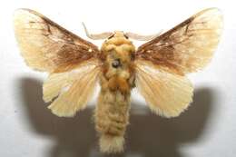 Image of crinkled flannel moths