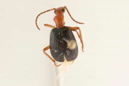 Image of Brachinus