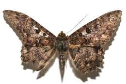 Image of Letis scops Guenée 1852