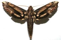 Image de Xylophanes guianensis (Rothschild 1894)