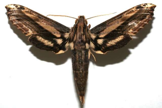 Image of Xylophanes guianensis (Rothschild 1894)