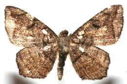 Image of <i>Macaria cardinea</i>