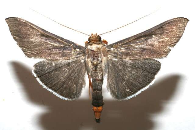 Image of Omiodes fulvicauda Hampson 1898