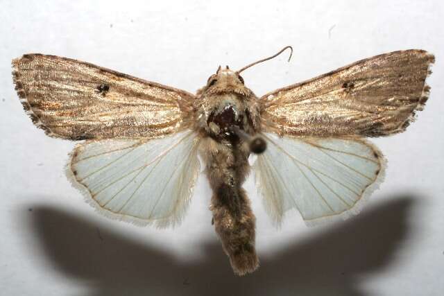 Image of Southern Armyworm Moth