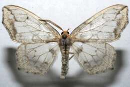 صورة Hydatoscia