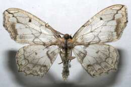 صورة Hydatoscia