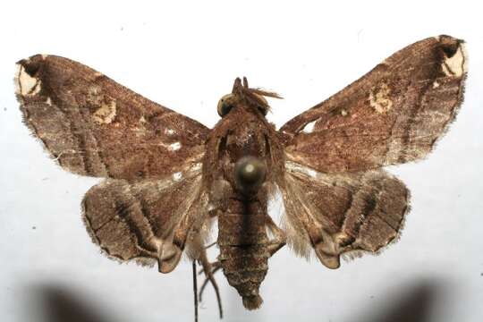 Image of Tarista albiapicalis Schaus 1916