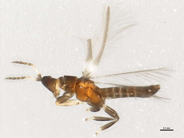 Image of tree thrips