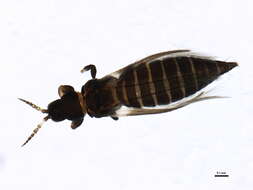 Image of tree thrips