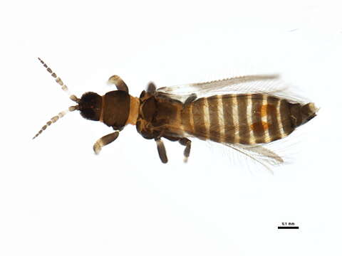 Image of tree thrips