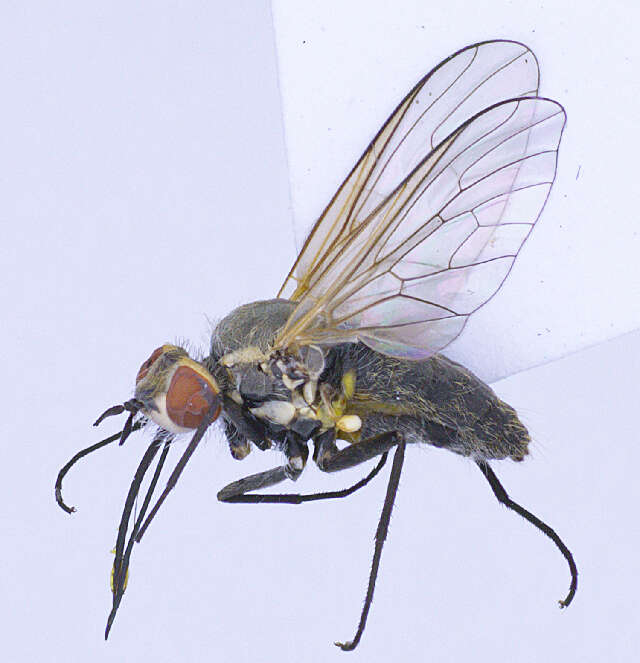 Image of Phthiriinae