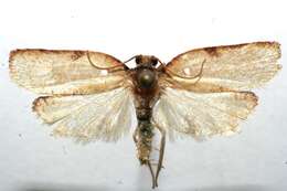 Image of Moth