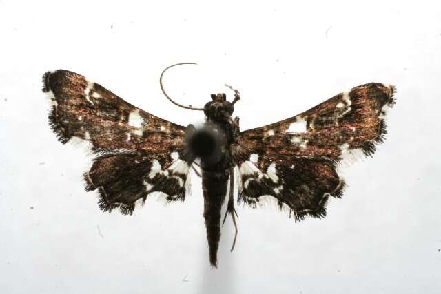 صورة <i>Diasemiodes eudamidasalis</i>