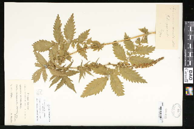 Image of agrimony