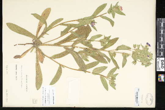 Image of monkswort