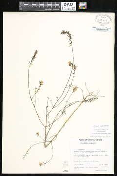 Image of False Bartsia