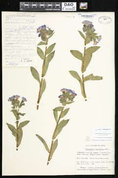 Image of lungwort