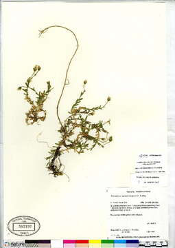 Image of mouse-ear chickweed