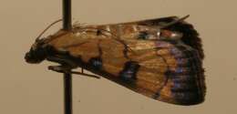 Image de <i>Ategumia ebulealis</i>