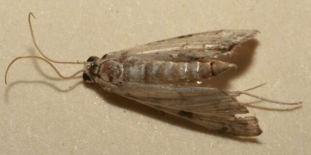 Image of <i>Hileithia approprialis</i>